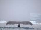 Humpback Whale, close to the Antarctic Peninsula during late summer. Polar Region, Southern Ocean Art Print
